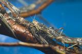 africanmigratorylocusts1.jpg
