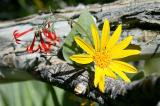 Lundy Canyon - Bridges Penstemon and Fuzzy Mule Ear