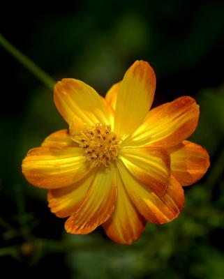 yellowflower4035.jpg