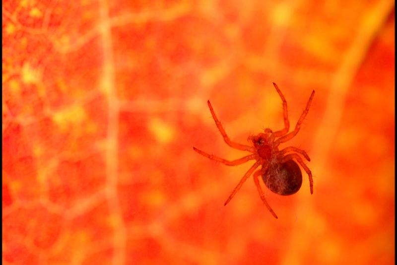 041016 Spider Leaf