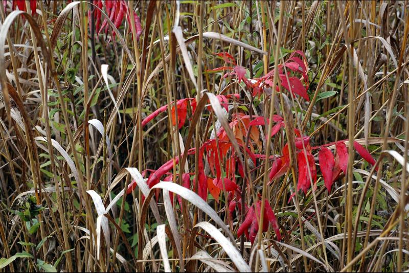 041017 Prairie color
