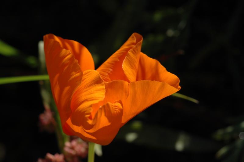 DSC_8067.jpg