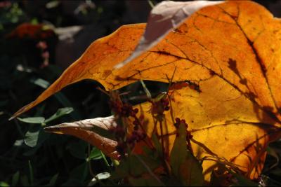 041023 Leaf in the grass