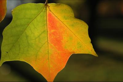 041023 Rainbow in a leaf