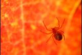 041016 Spider Leaf