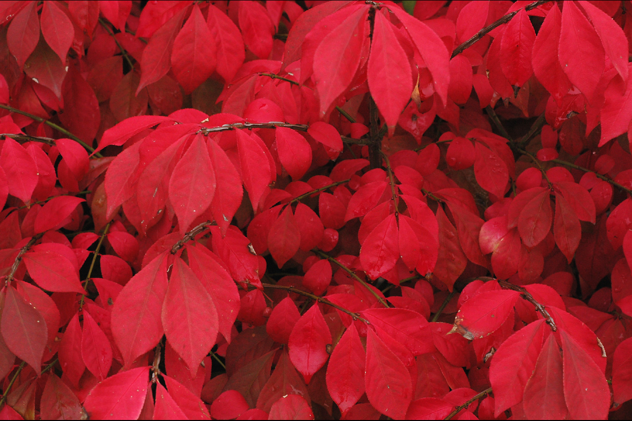 041011 Burning bush