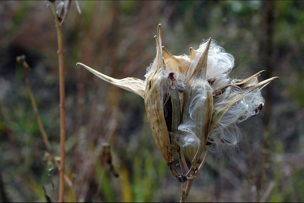 041011 Bursting out