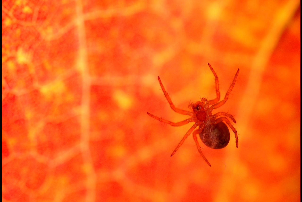 041016 Spider Leaf