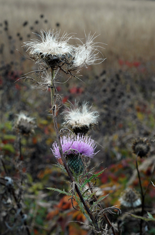 041017 Fall Thistles @ Shaw.jpg