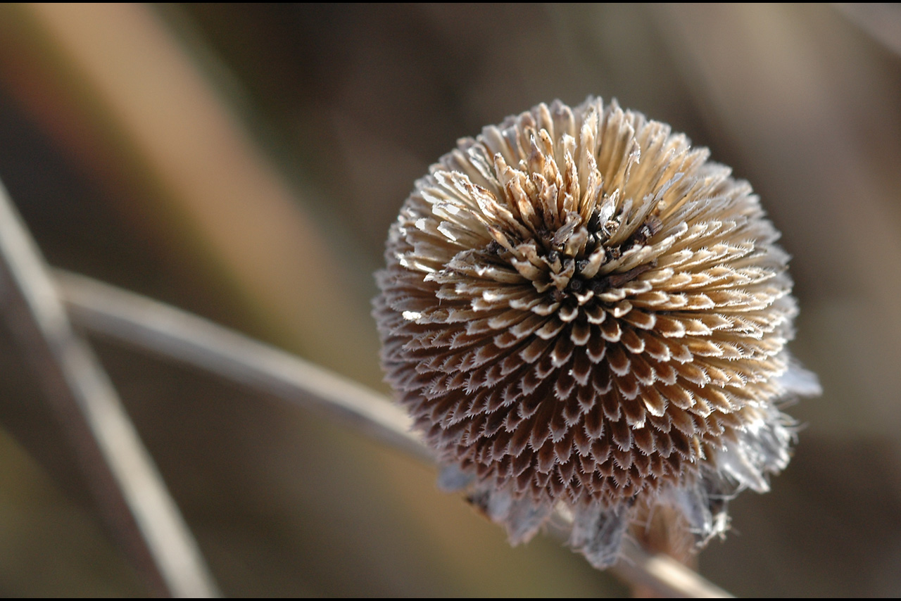 041017 Seedhead ii