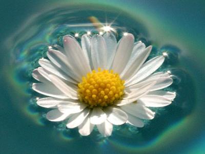 u48/delin/medium/30963346.Daisy4.jpg