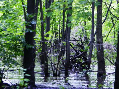 Wetland 05.jpg
