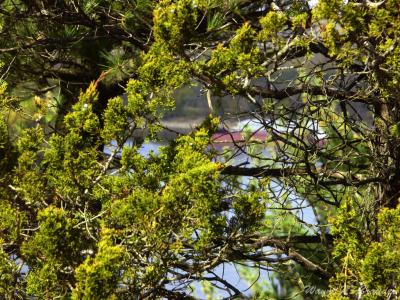 Through the Trees 2.jpg