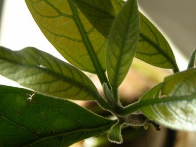 macro on avacado plant