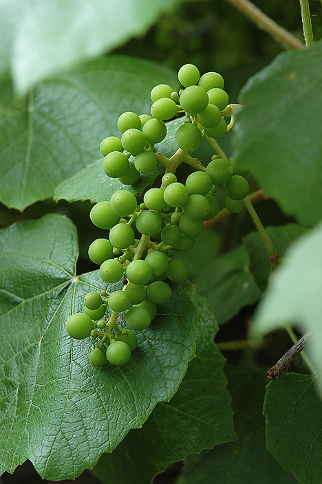 DSC_0184_D70_grapes.JPG