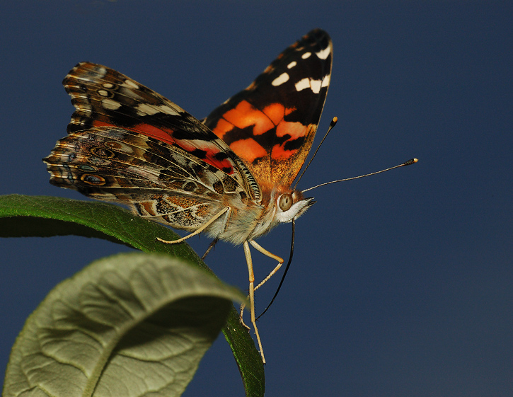 DSC_1334_725xcrop.JPG