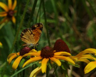 Pearl Crescent Butterfly.jpg