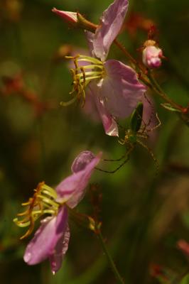 Meadow-Beauty and Spider.jpg