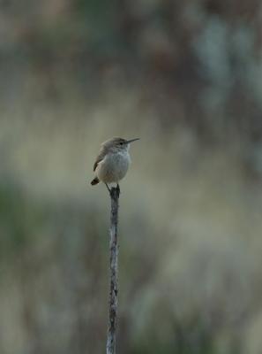 BBNP038.jpg