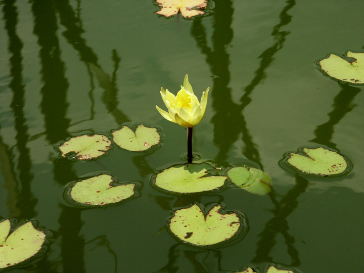 Water lily.jpg