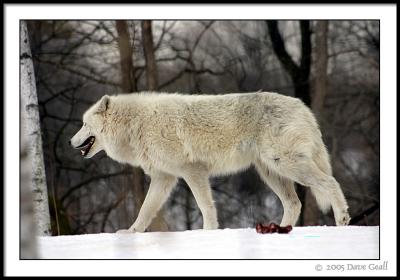 A Wolf On The Prowl