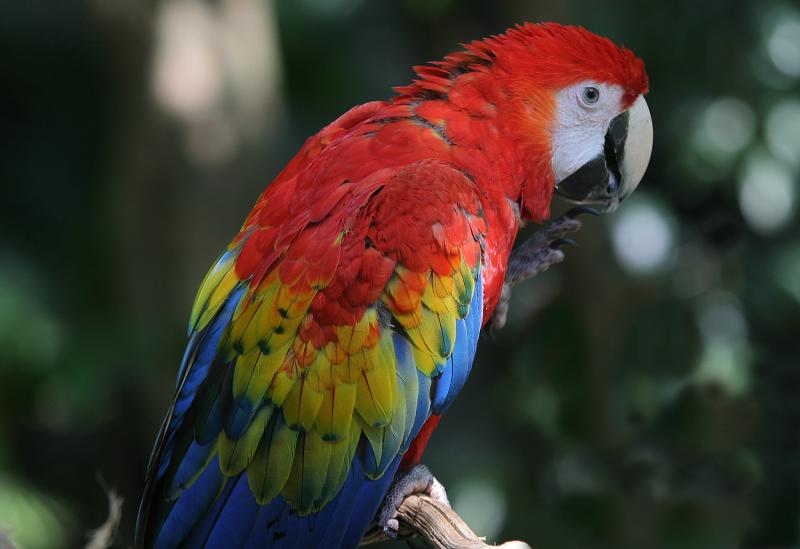 Macaw 2.jpg