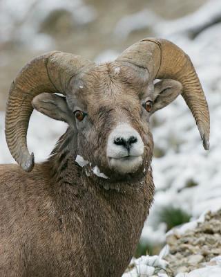 Jasper-Bighorn5w.jpg