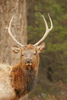Jasper- Bull Elk2wi.jpg