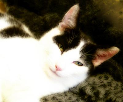 u48/digipets/medium/40107719.Boone.jpg
