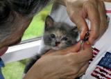 Smudge(?) gets her nails clipped