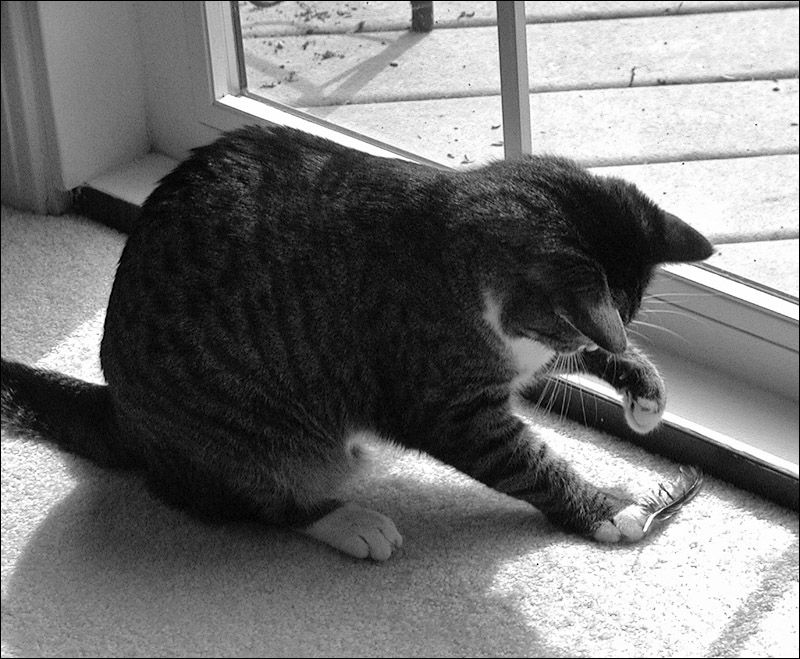 Louie and Feather