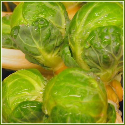 u48/digitalgee/medium/37180231.sprouts.jpg