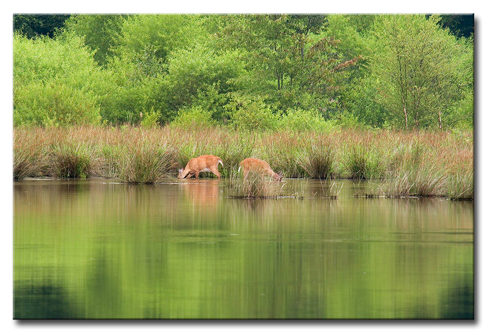 DSC_0819m950.jpg