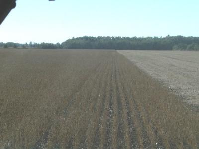 Soy Beans ready to combine end of Sept.JPG