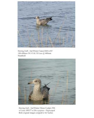 u48/dlee/medium/37079275.GullPhotoComp.jpg