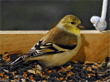<b>Goldfinch</b>