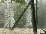 DSCN3753.JPG 0/10/11/17  116