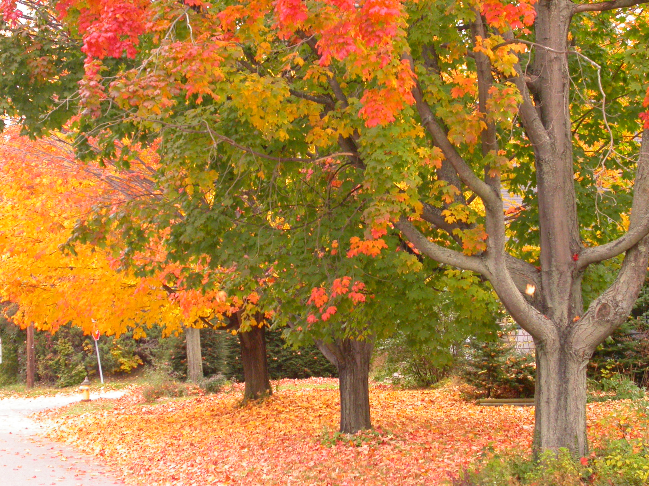 DSCN1340.JPG