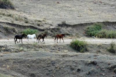 Amasya Horses in mountains