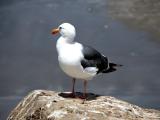 Seagull in Pismo Beach, CA