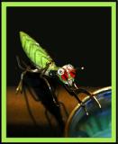 Gilding the Grasshopper?