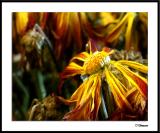 12/11/04 - Fading Glory