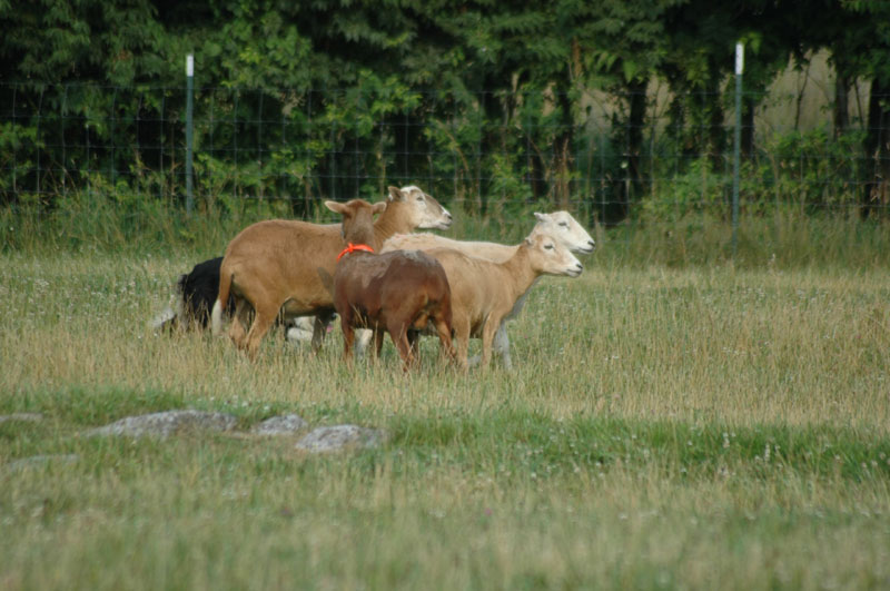 ds040703_0027.jpg