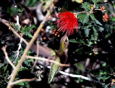 Hummingbird Arizona
