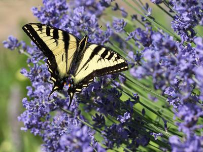 Western Tiger Swallowtail and Lavender