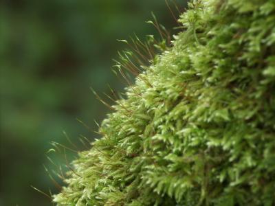 Moss closeup