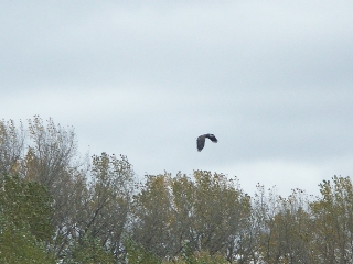 Eagle