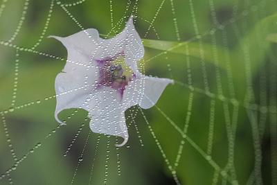 6/26/04 - Flower Web