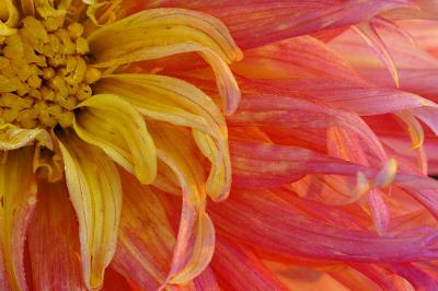 6/30/04 - Dahlia at Sunrise