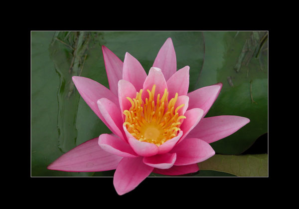 Water Lily